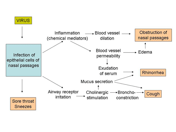 Upper Respiratory Tract Infections and Other Infections of ... nasal congestion diagram 
